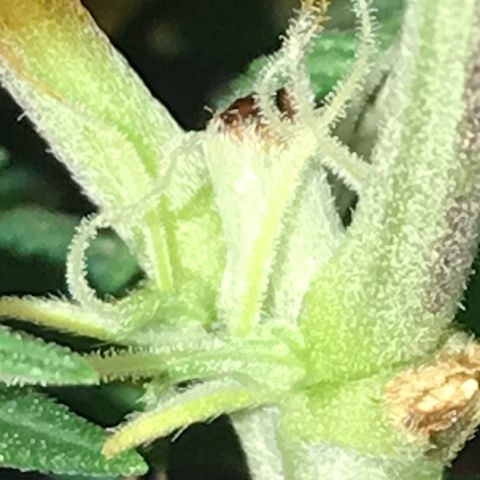 Sweet Lemon Ak #3 growlog photo: Nach dem entlauben 