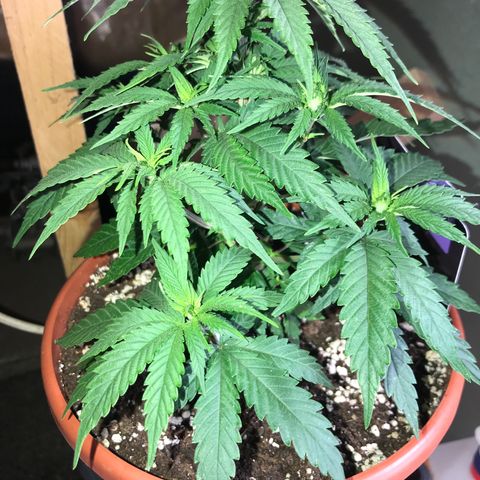 Royal Skywalker  #1 growlog photo: Vor dem entlauben 