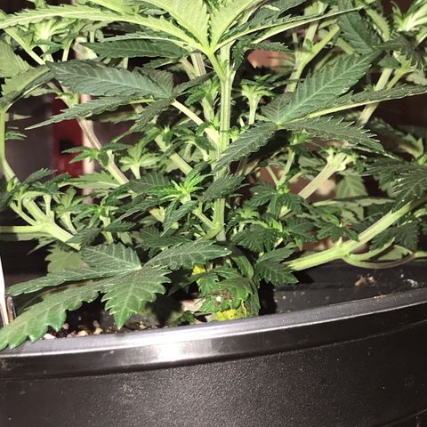 Sweet Lemon Ak #3 growlog photo: Vor dem entlauben 