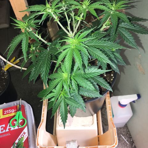 Do- Si- Dos #2 growlog photo: Nach dem Toppen 