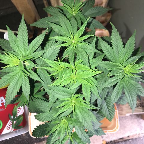 Black Orchid  #2 growlog photo: Vor dem Toppen 