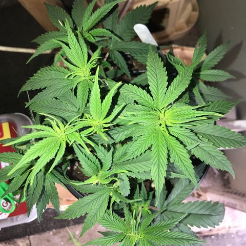 Black Orchid  #2 growlog timeline photo