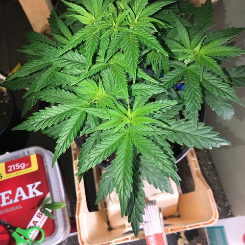 Do- Si- Dos #3 growlog photo: Vor d m Toppen