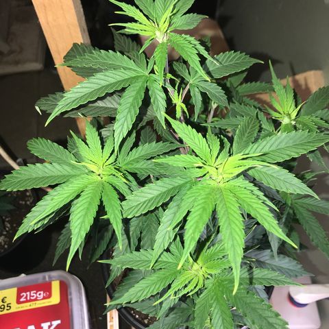 Do- Si- Dos #1 growlog photo: Vor dem Topping und entlauben 