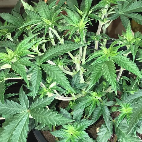 Sweet Lemon Ak #3 growlog photo: Nach dem entlauben 
