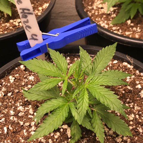 Purple Haze #4 growlog timeline photo