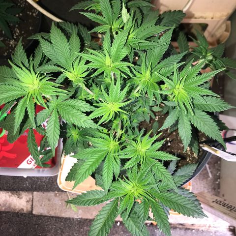 Sweet Lemon Ak #3 growlog photo: Nach dem entlauben 