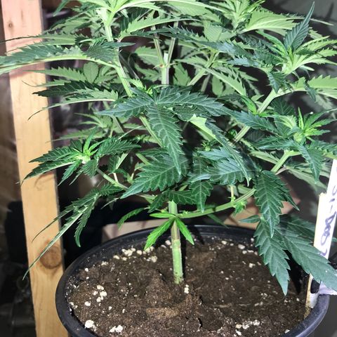 Do- Si- Dos #2 growlog photo: Vor dem entlauben 
