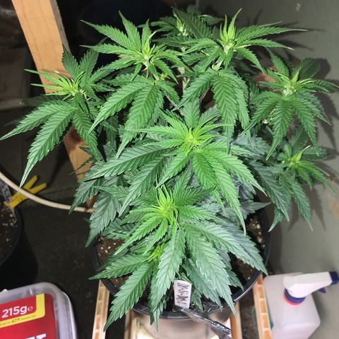 Do- Si- Dos #2 growlog photo: Vor dem entlauben 