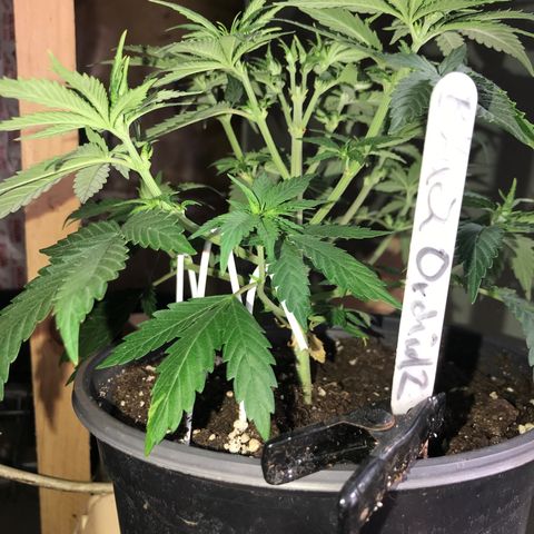 Black Orchid  #2 growlog photo: Nach dem entlauben 