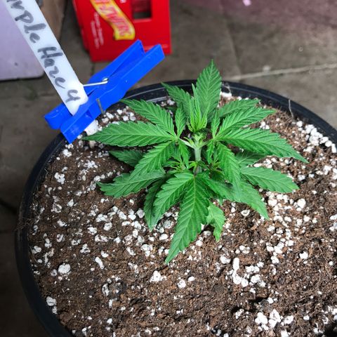 Purple Haze #4 growlog timeline photo