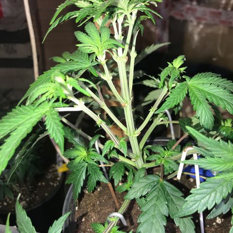 Do- Si- Dos #3 growlog photo: Nach dem Toppen