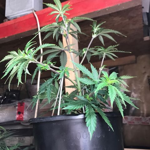 Do- Si- Dos #1 growlog photo: Nach dem Toppen und entlauben 