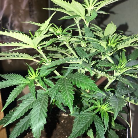 Sweet Lemon Ak #1 growlog photo: Vor dem Entlauben 