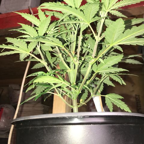 Do- Si- Dos #3 growlog photo: Vor d m Toppen