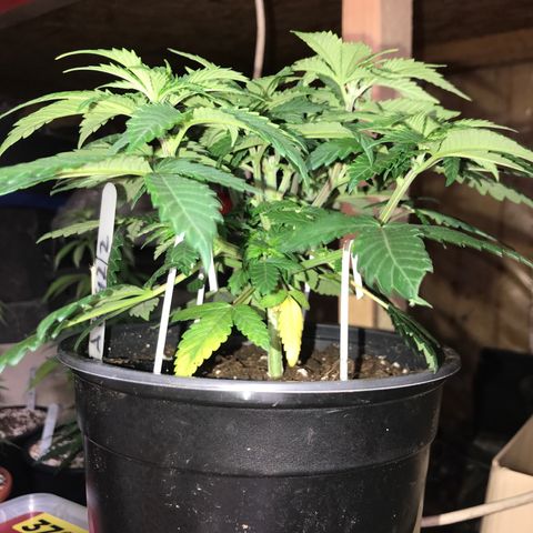 Sweet Lemon Ak #2 growlog photo: Vor dem entlauben 