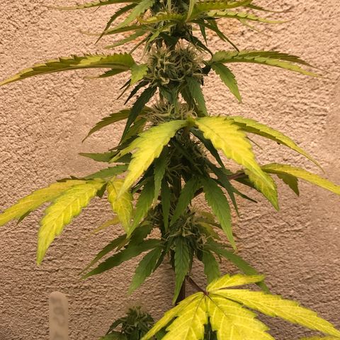 Titan F1 #1 growlog timeline photo