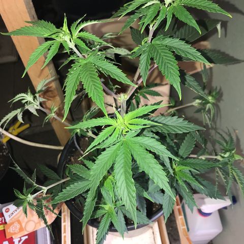 Do- Si- Dos #1 growlog photo: Nach dem Toppen und entlauben 