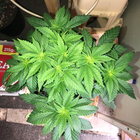 Sweet Lemon Ak #2 growlog photo: Vor dem entlauben 