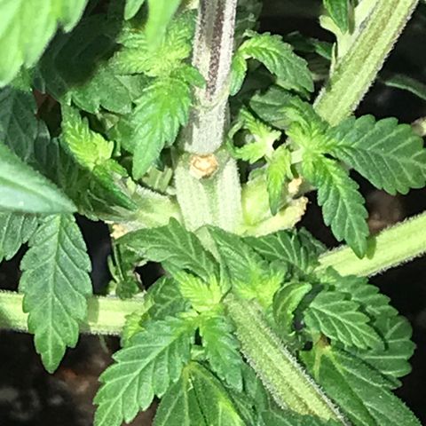 Sweet Lemon Ak #2 growlog timeline photo