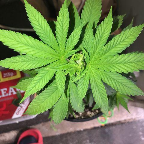 Royal Skywalker  #1 growlog photo: Vor dem entlauben 