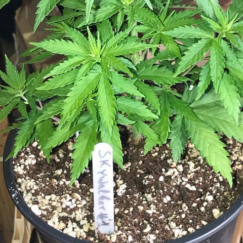 Royal Skywalker  #1 growlog photo: Vor dem entlauben 