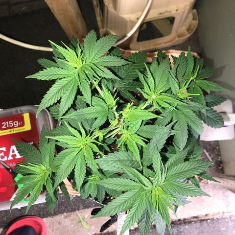 Black Orchid  #2 growlog photo: Nach dem entlauben 