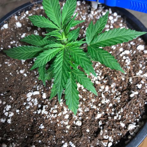 Purple Haze #4 growlog timeline photo