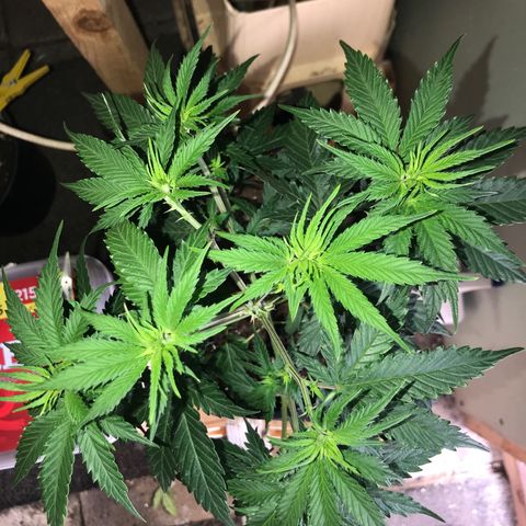 Do- Si- Dos #2 growlog photo: Nach dem Toppen 
