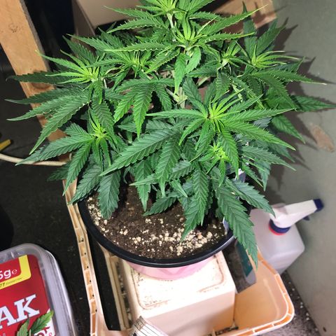 Sweet Lemon Ak #1 growlog photo: Vor dem Entlauben 