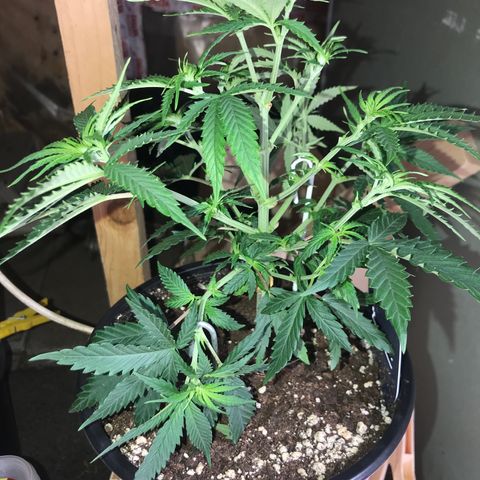 Sweet Lemon Ak #1 growlog photo: Nach dem Entlauben 