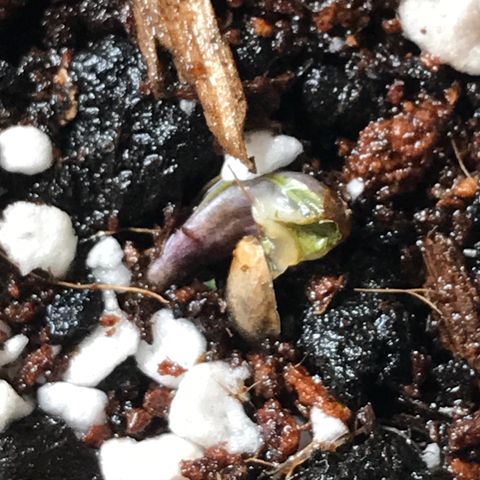 White Runtz  #1 growlog timeline photo