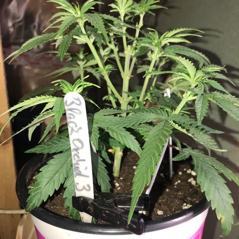 Black Orchid  #2 growlog timeline photo