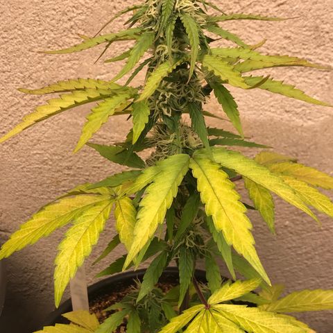 Titan F1 #1 growlog timeline photo