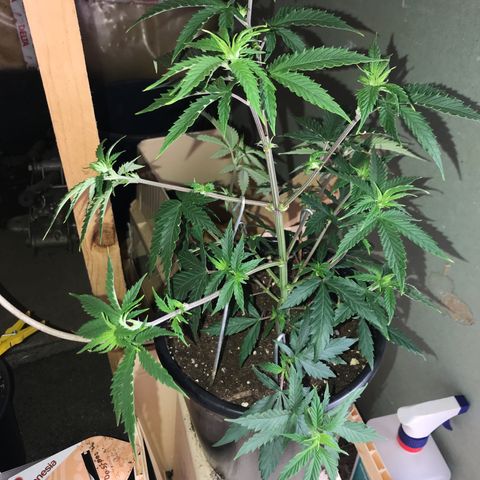 Do- Si- Dos #1 growlog photo: Nach dem Toppen und entlauben 