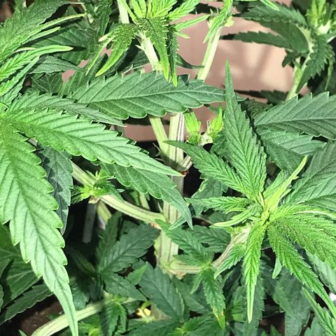 Black Orchid  #2 growlog timeline photo