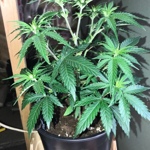 Do- Si- Dos #2 growlog photo: Nach dem Toppen 