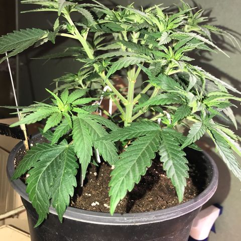 Black Orchid  #2 growlog photo: Vor dem Toppen 