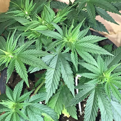 Black Orchid  #2 growlog photo: Vor dem Toppen 