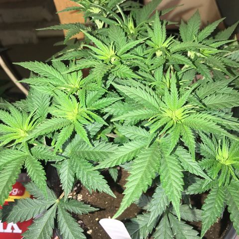 Sweet Lemon Ak #3 growlog photo: Vor dem entlauben 