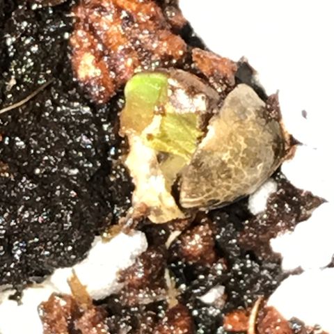 White Runtz  #2 growlog timeline photo