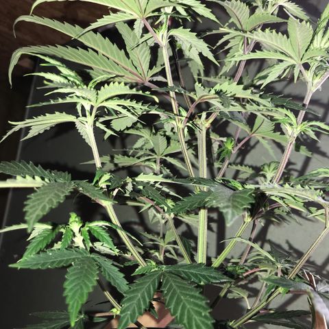 Do- Si- Dos #1 growlog photo: Vor dem Topping und entlauben 