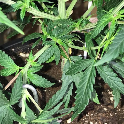 Sweet Lemon Ak #1 growlog photo: Nach dem Entlauben 