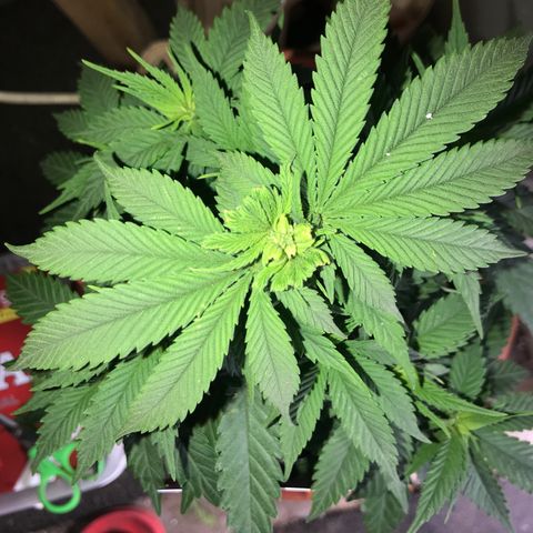 Royal Skywalker  #1 growlog photo: Vor dem entlauben 