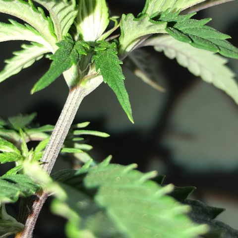 Do- Si- Dos #1 growlog photo: Nach dem Toppen und entlauben 