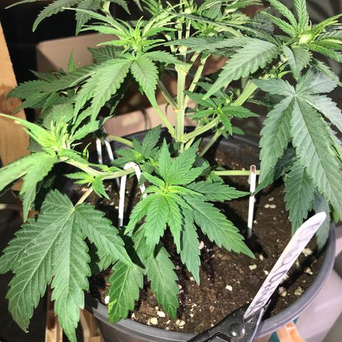 Black Orchid  #2 growlog photo: Nach dem entlauben 