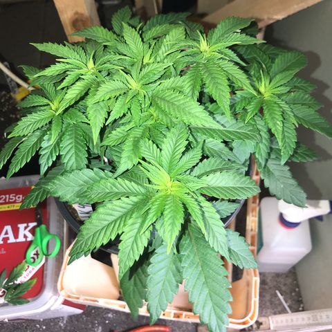 Sweet Lemon Ak #2 growlog photo: Vor dem entlauben 