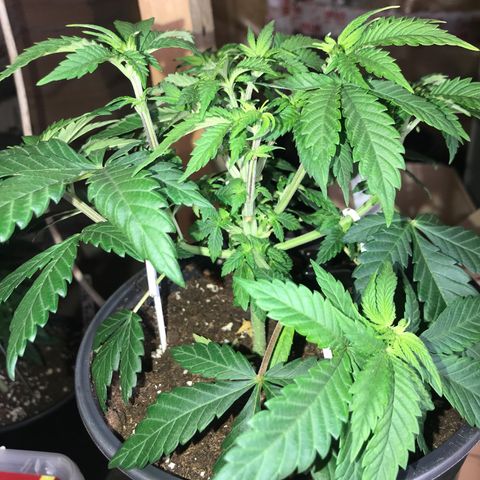 Sweet Lemon Ak #2 growlog timeline photo