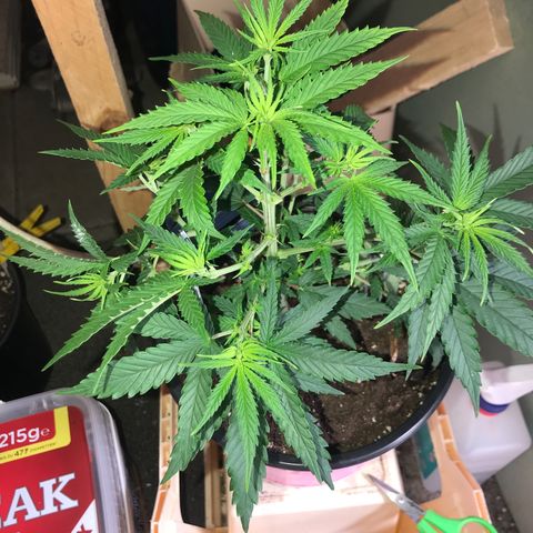 Sweet Lemon Ak #1 growlog photo: Nach dem Entlauben 