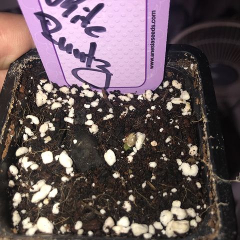 White Runtz  #2 growlog timeline photo
